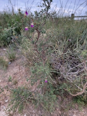 Dalea formosa