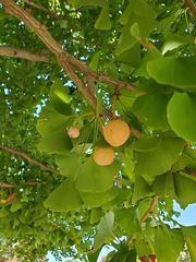 Ginkgo