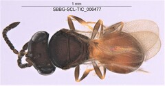 Scelionidae
