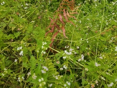Valeriana chaerophylloides