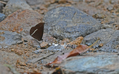Lymanopoda albocincta