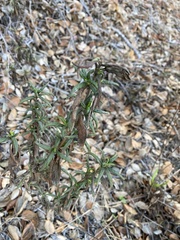 Diplacus aurantiacus