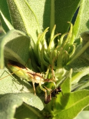 Zelus renardii