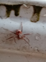 Anyphaena accentuata