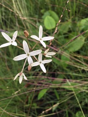 Kohautia amatymbica