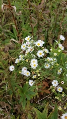 Symphyotrichum pilosum