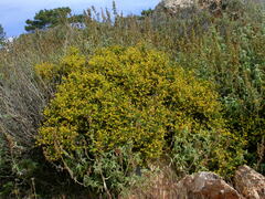 Anthyllis hermanniae