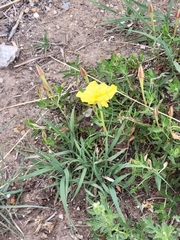 Oenothera hartwegii