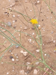 Thelesperma megapotamicum