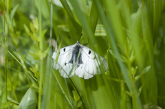 Parnassius mnemosyne