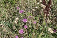 Centaurea scabiosa