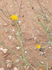 Thelesperma megapotamicum