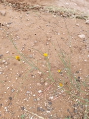 Thelesperma megapotamicum