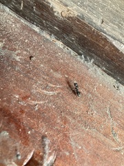 Camponotus