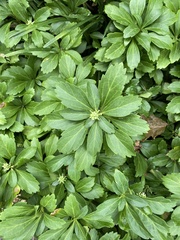 Pachysandra terminalis