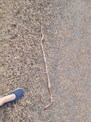 Masticophis flagellum testaceus