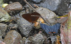 Lymanopoda albocincta