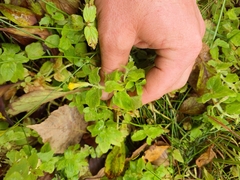 Erythranthe moschata