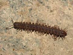 Polydesmus