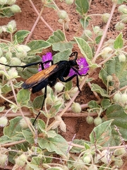 Pepsis grossa