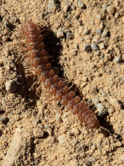 Polydesmus