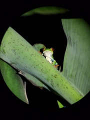 Agalychnis callidryas