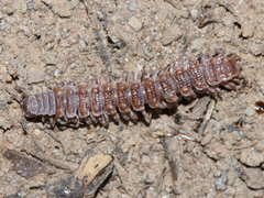 Polydesmus