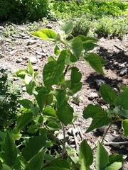 Croton ciliatoglandulifer