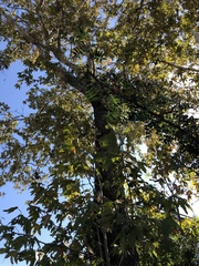 Platanus racemosa