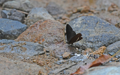 Lymanopoda albocincta