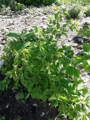 Croton ciliatoglandulifer