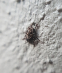 Pogonocherus hispidus