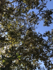 Platanus racemosa