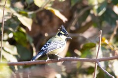 Machlolophus aplonotus