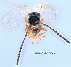 Diaprioidea