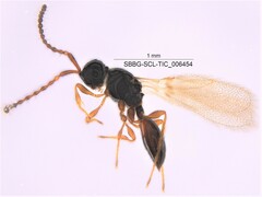 Diaprioidea
