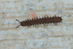 Polydesmus
