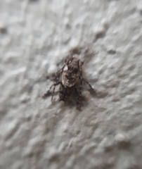 Pogonocherus hispidus