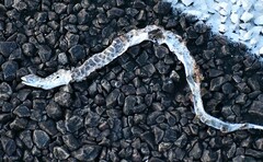 Arizona elegans elegans