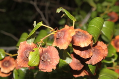 Paliurus spina-christi