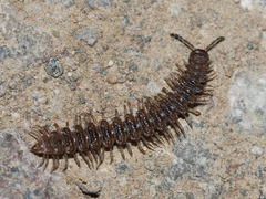 Polydesmus