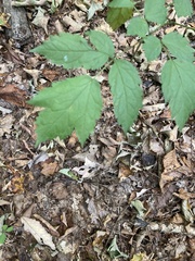 Actaea