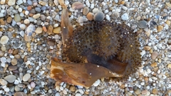 Saccorhiza polyschides