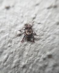 Pogonocherus hispidus