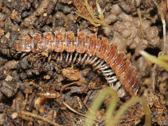 Polydesmus