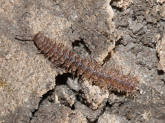 Polydesmus