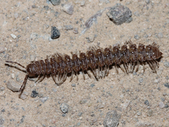 Polydesmus