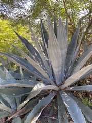 Agave americana