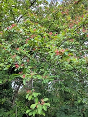 Scandosorbus intermedia