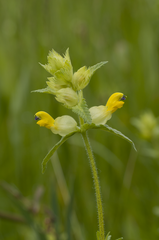 Rhinanthus rumelicus